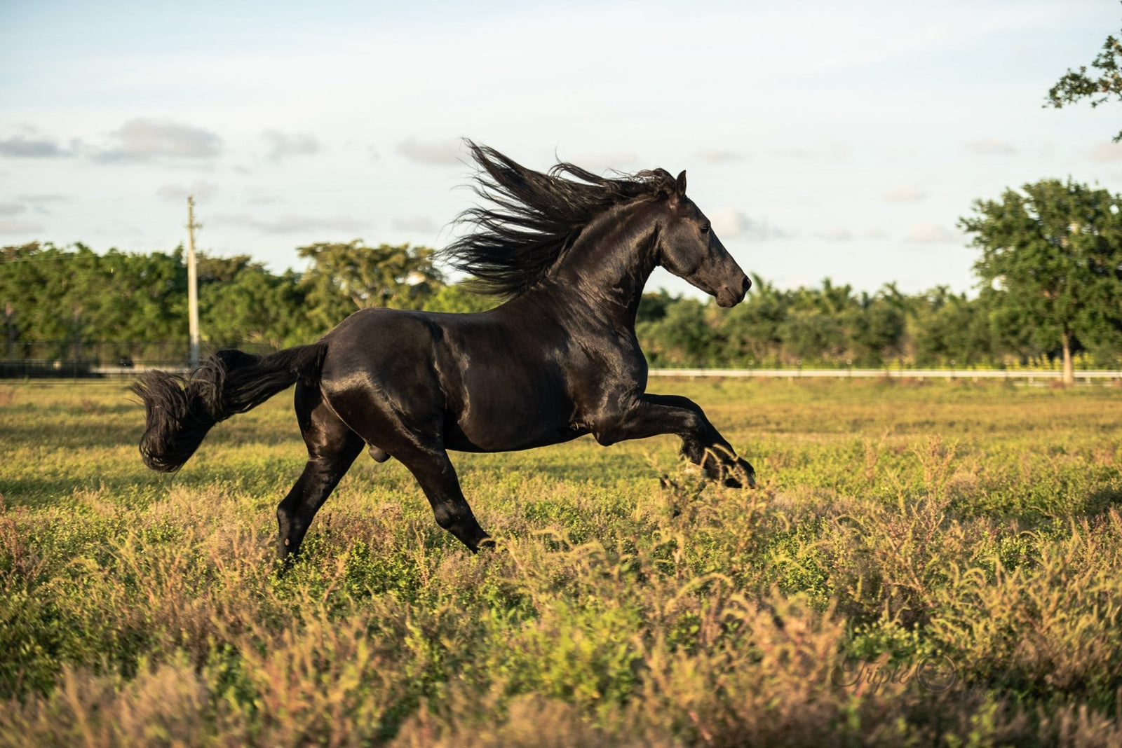 Say Goodbye to Spooky Rides: Natural Solutions for Equine Anxiety - Herbs for Animals