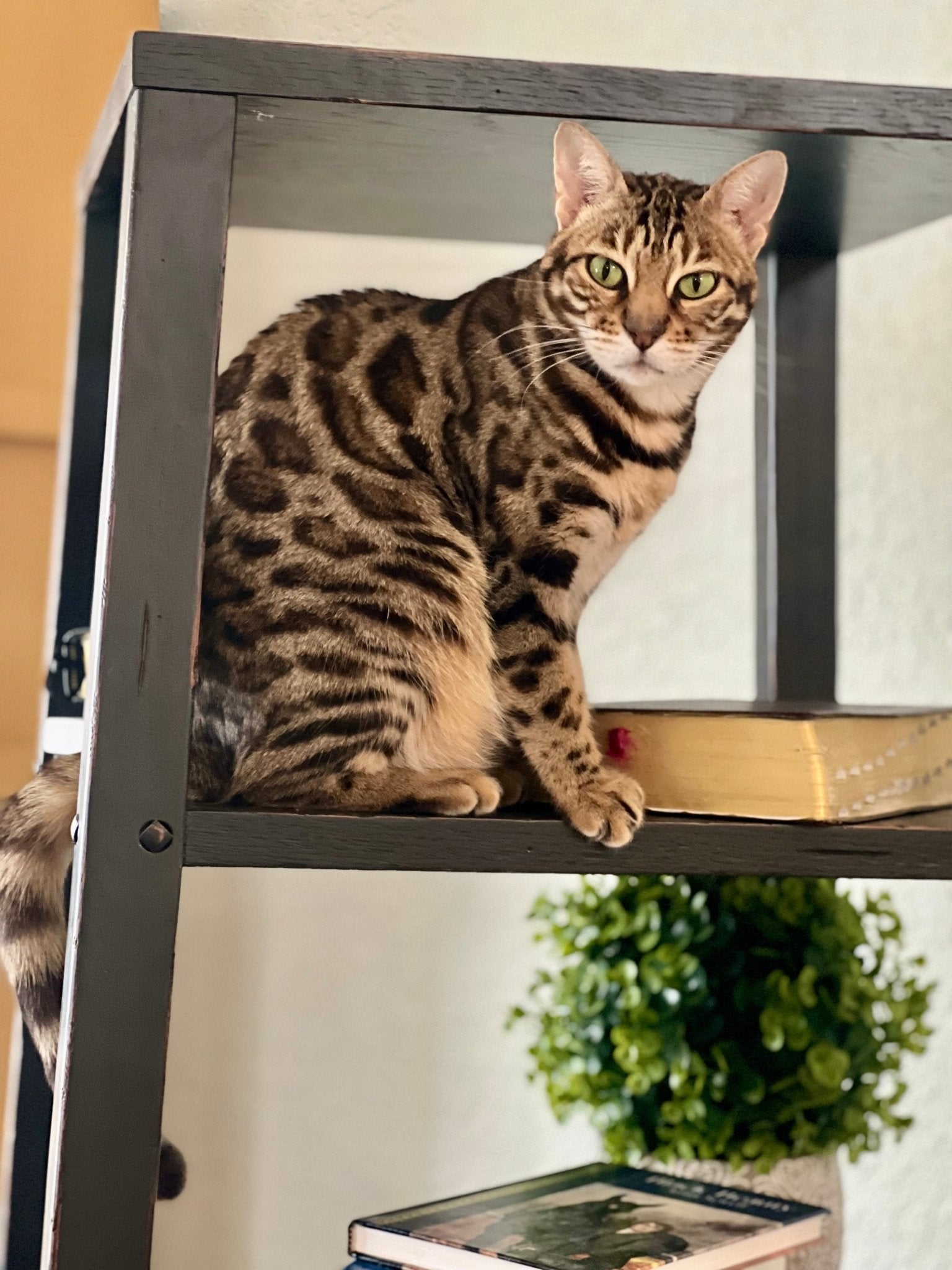 Supporting Your Cat's Digestive Health Naturally: What You Need to Know - Herbs for Animals
