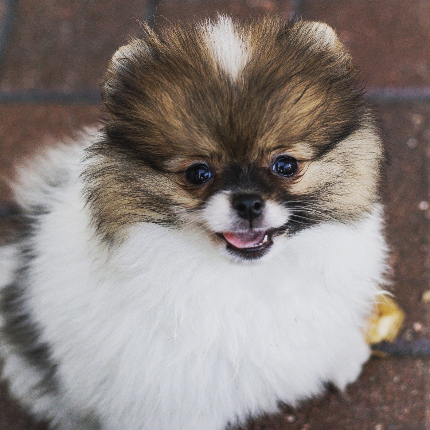Supporting Your Pet's Digestive Health Naturally: What You Need to Know - Herbs for Animals
