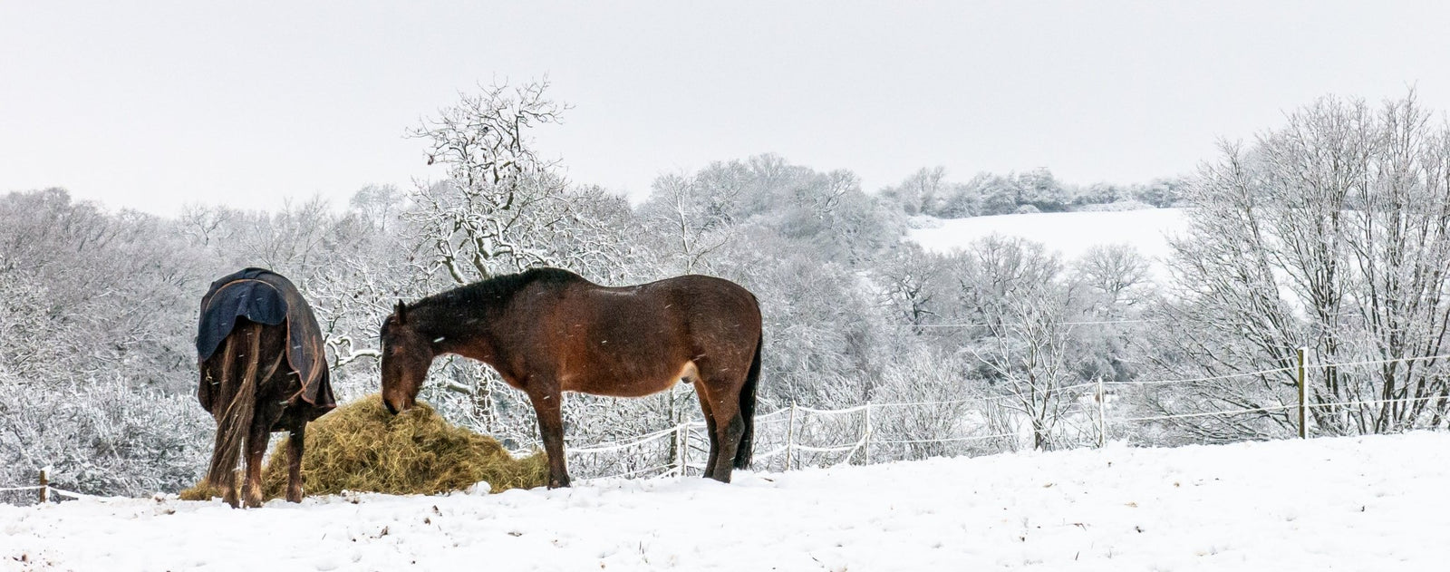 Using Winter to Reboot Your Horse's Immune System and Address Allergies - Herbs for Animals