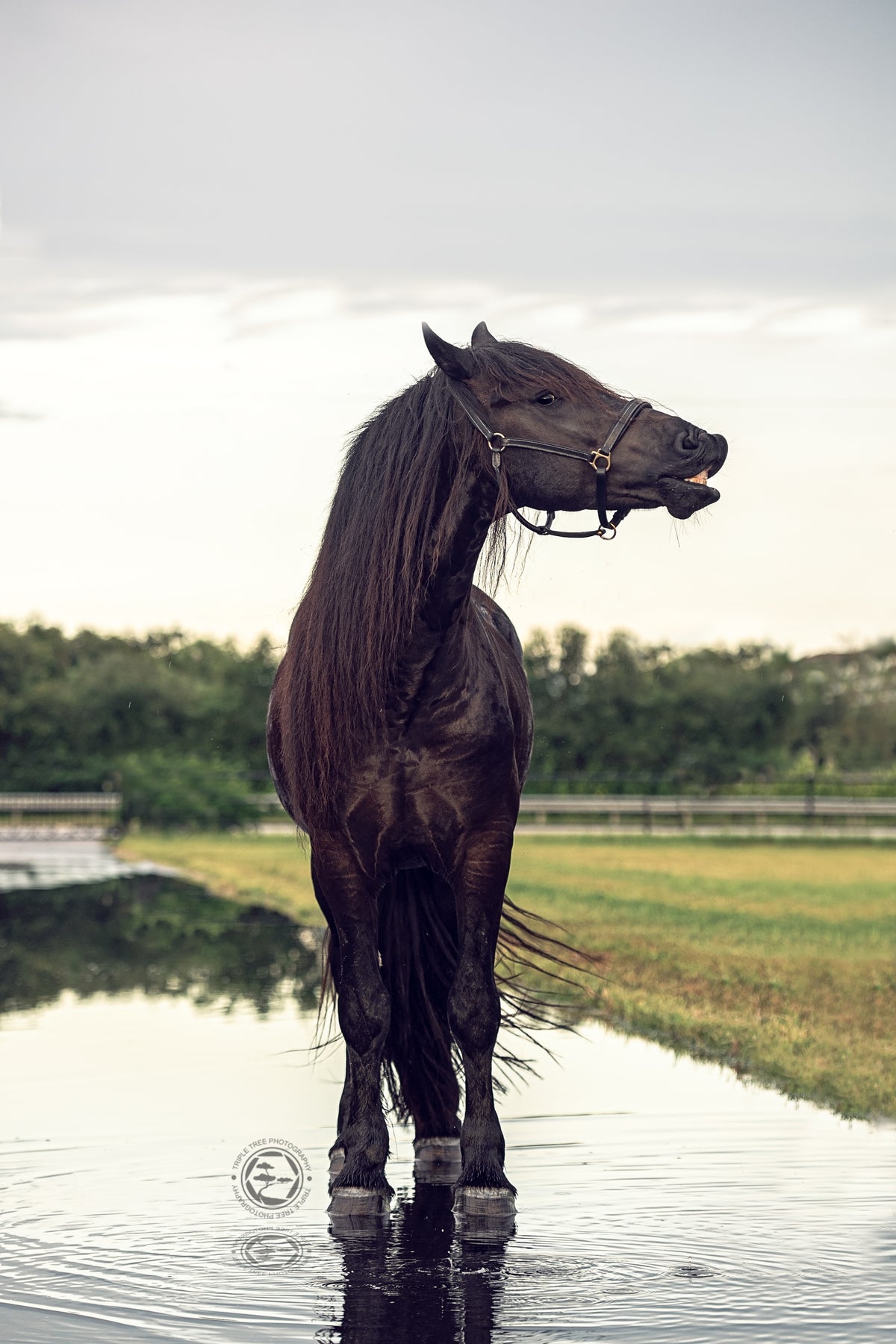 Dark horse standing in water with a blurred background