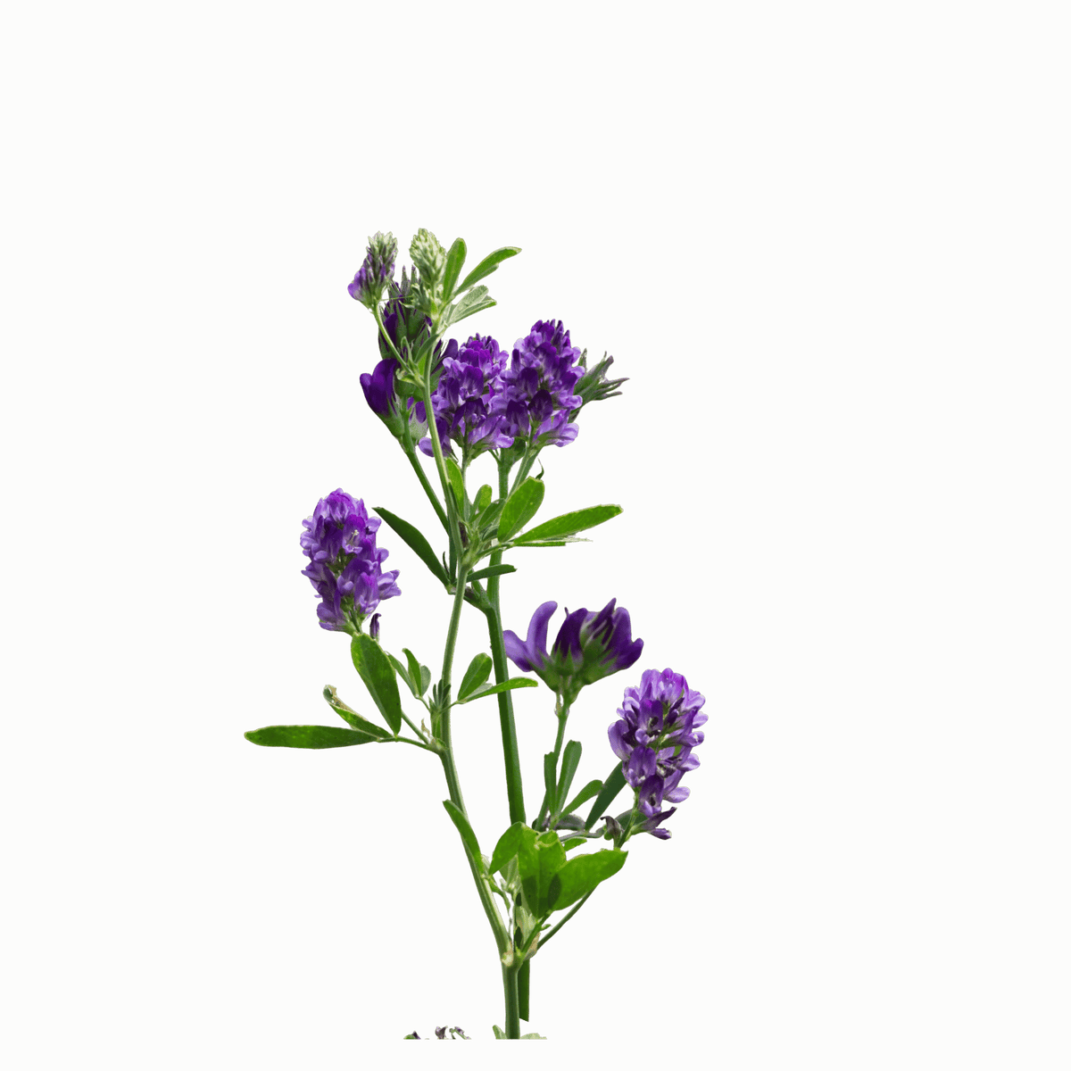 Alfalfa botanical ingredient