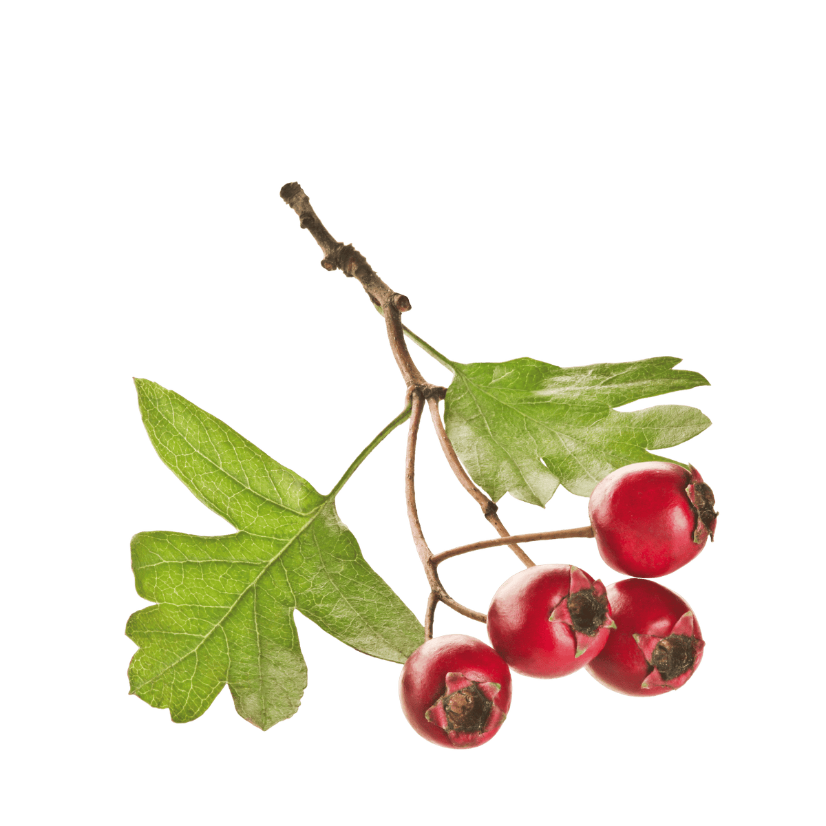 Hawthorn botanical ingredient