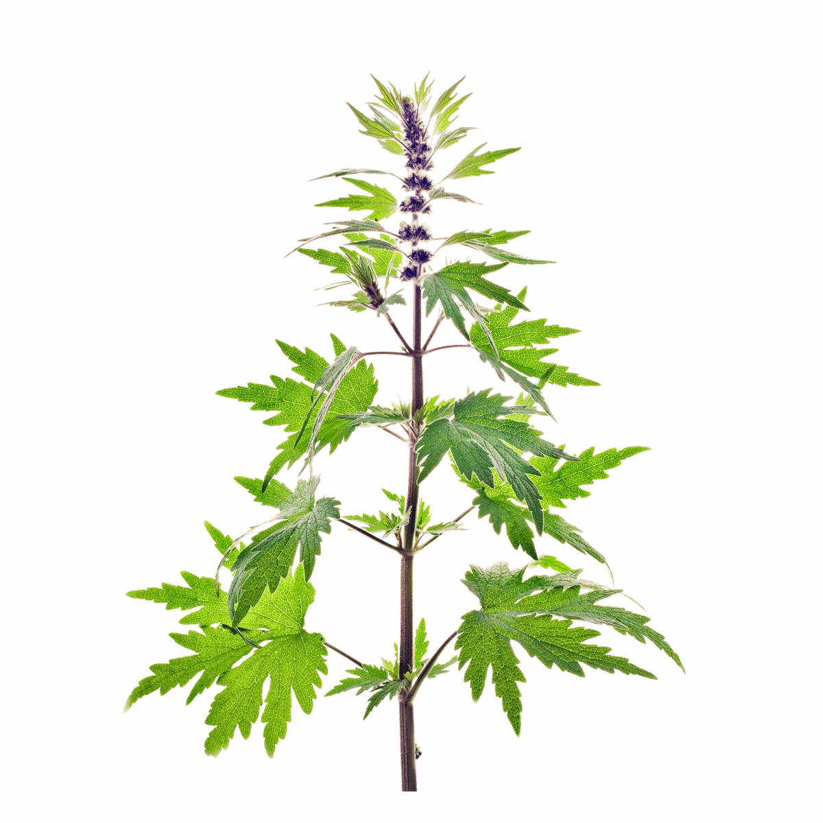 Motherwort botanical ingredient
