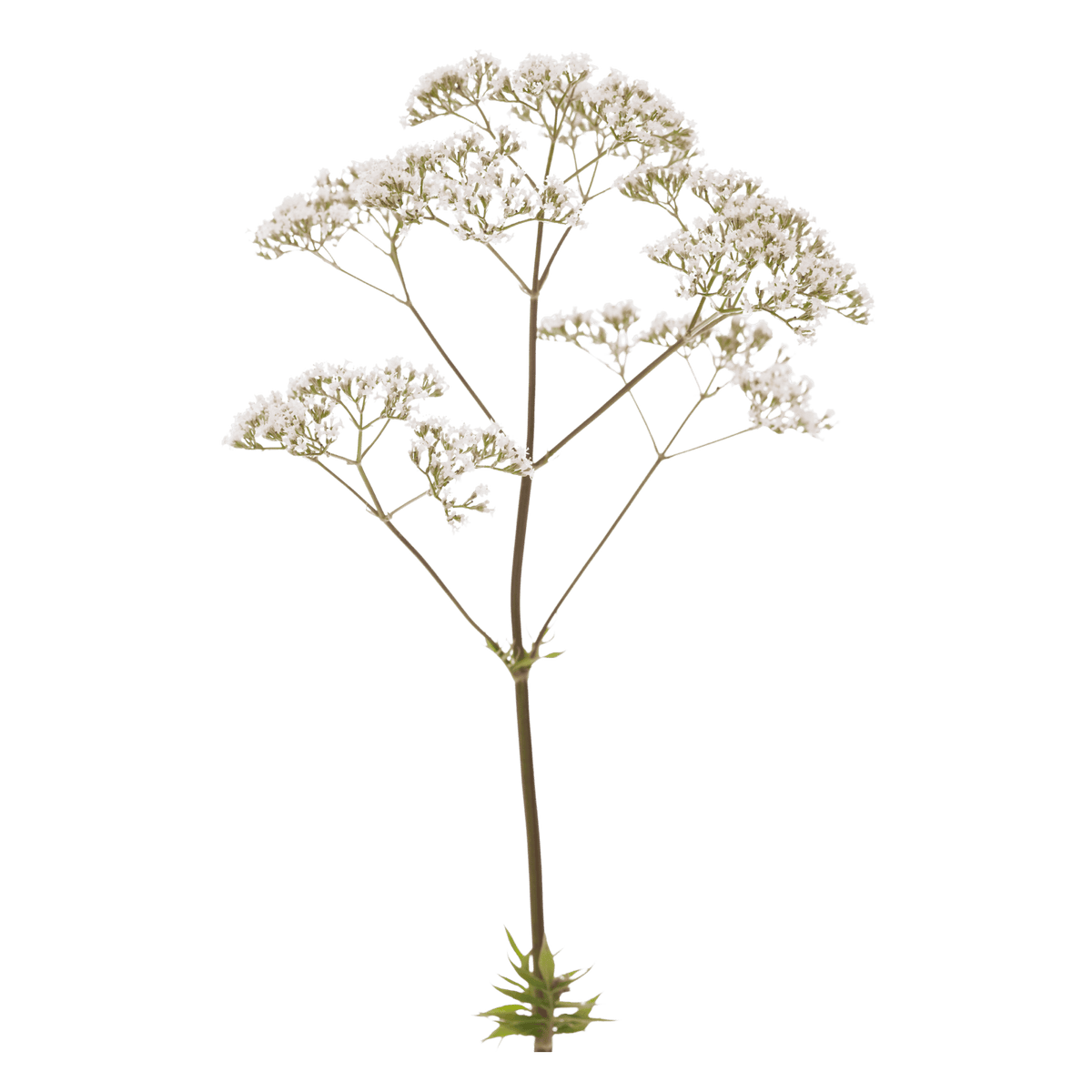 Valerian botanical ingredient