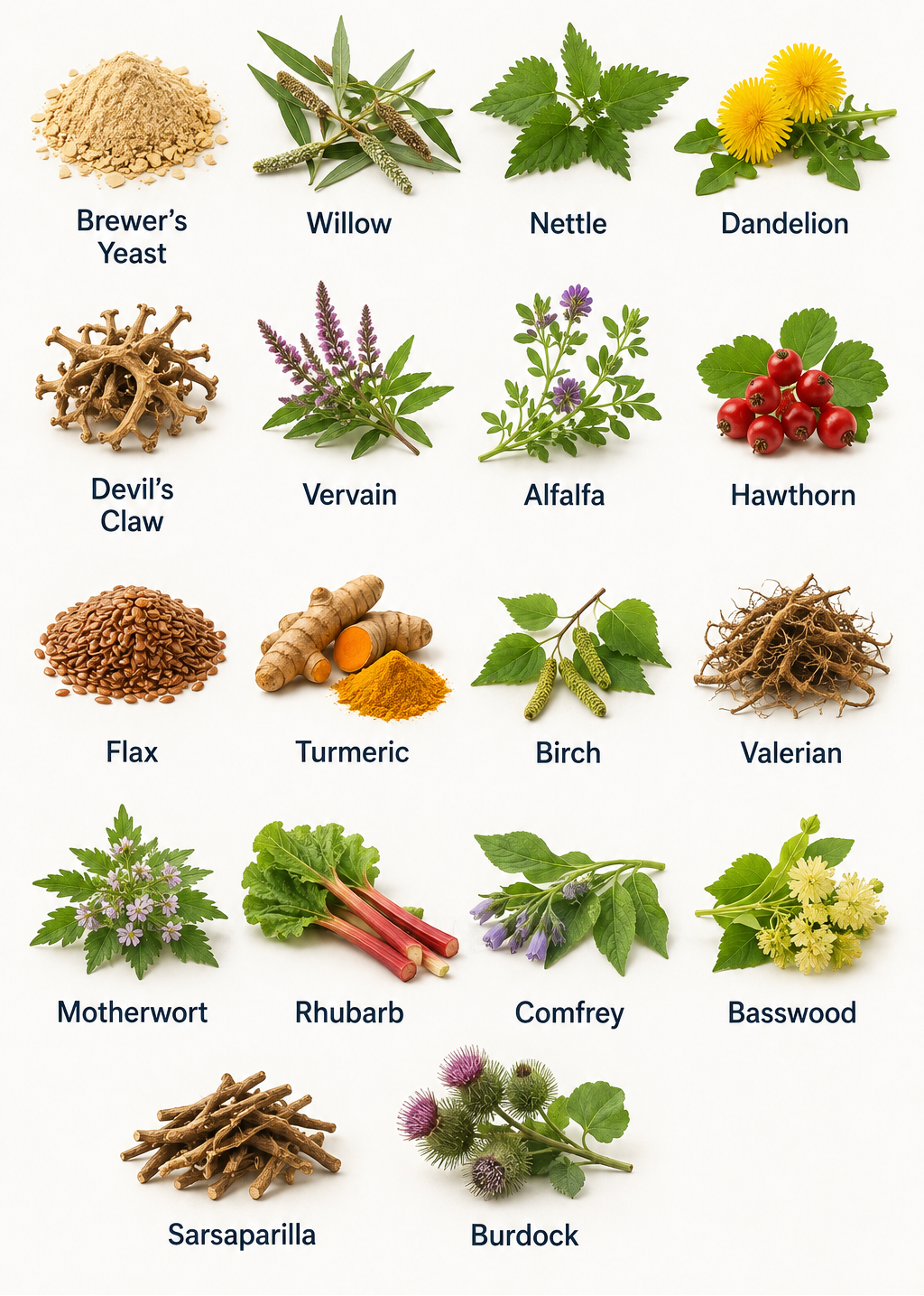 A labeled infographic showing many herbal ingredients arranged in rows on a white background, with names such as Brewer's Yeast, Willow, Nettle, Dandelion, Devil's Claw, Vervain, Alfalfa, Hawthorn, Flax, Turmeric, Birch, Valerian, Motherwort, Rhubarb, Comfrey, Basswood, Sarsaparilla, and Burdock.
