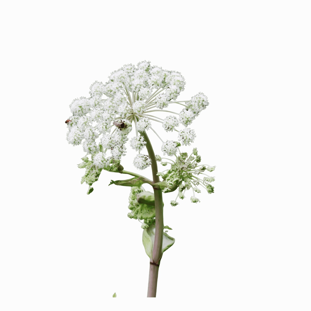 Angelica