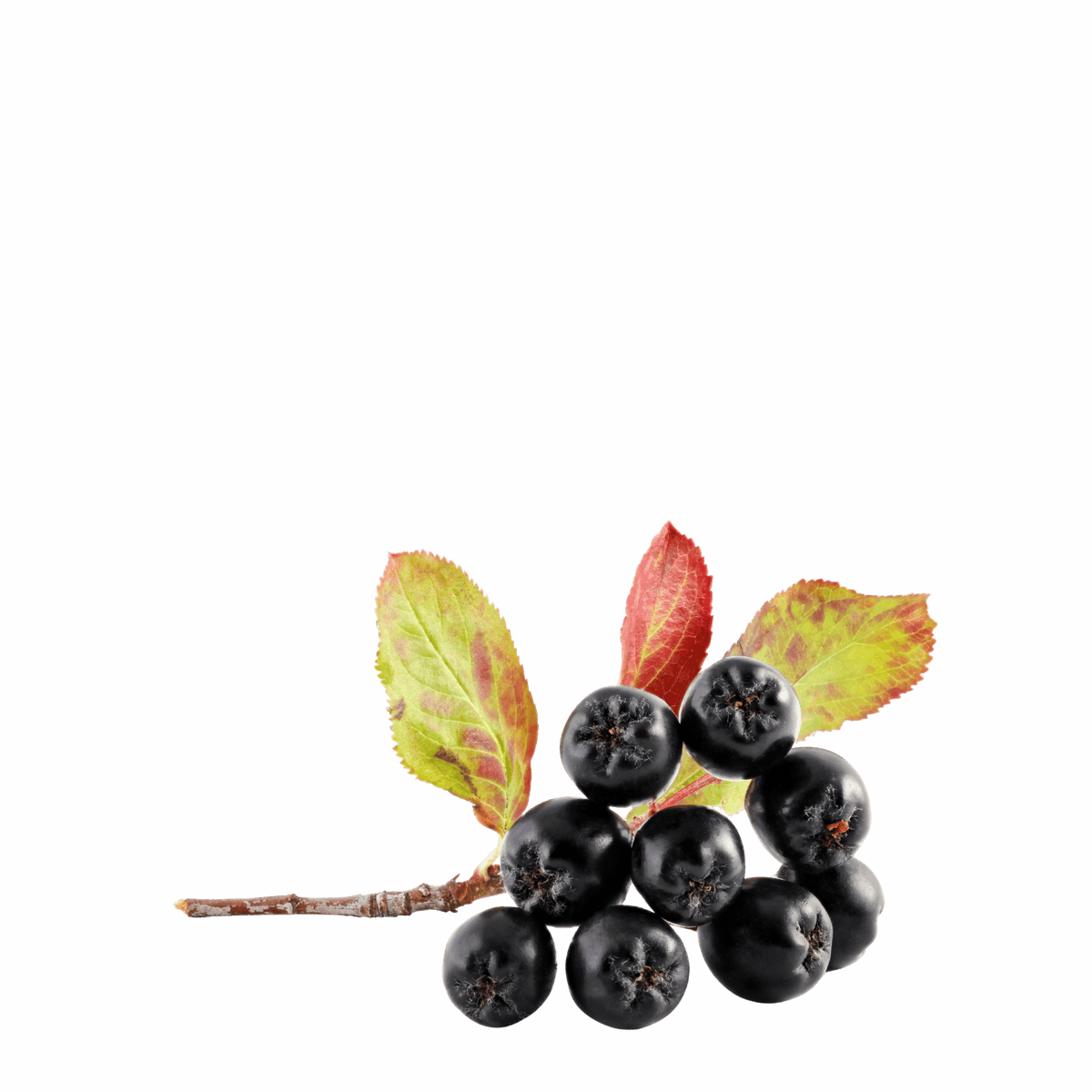 Chokeberry