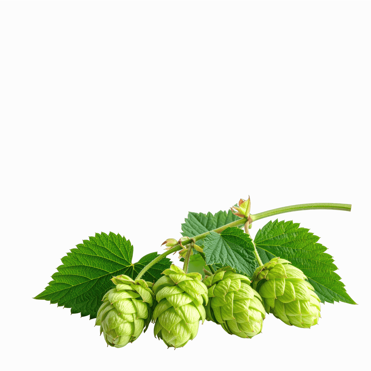 Hops