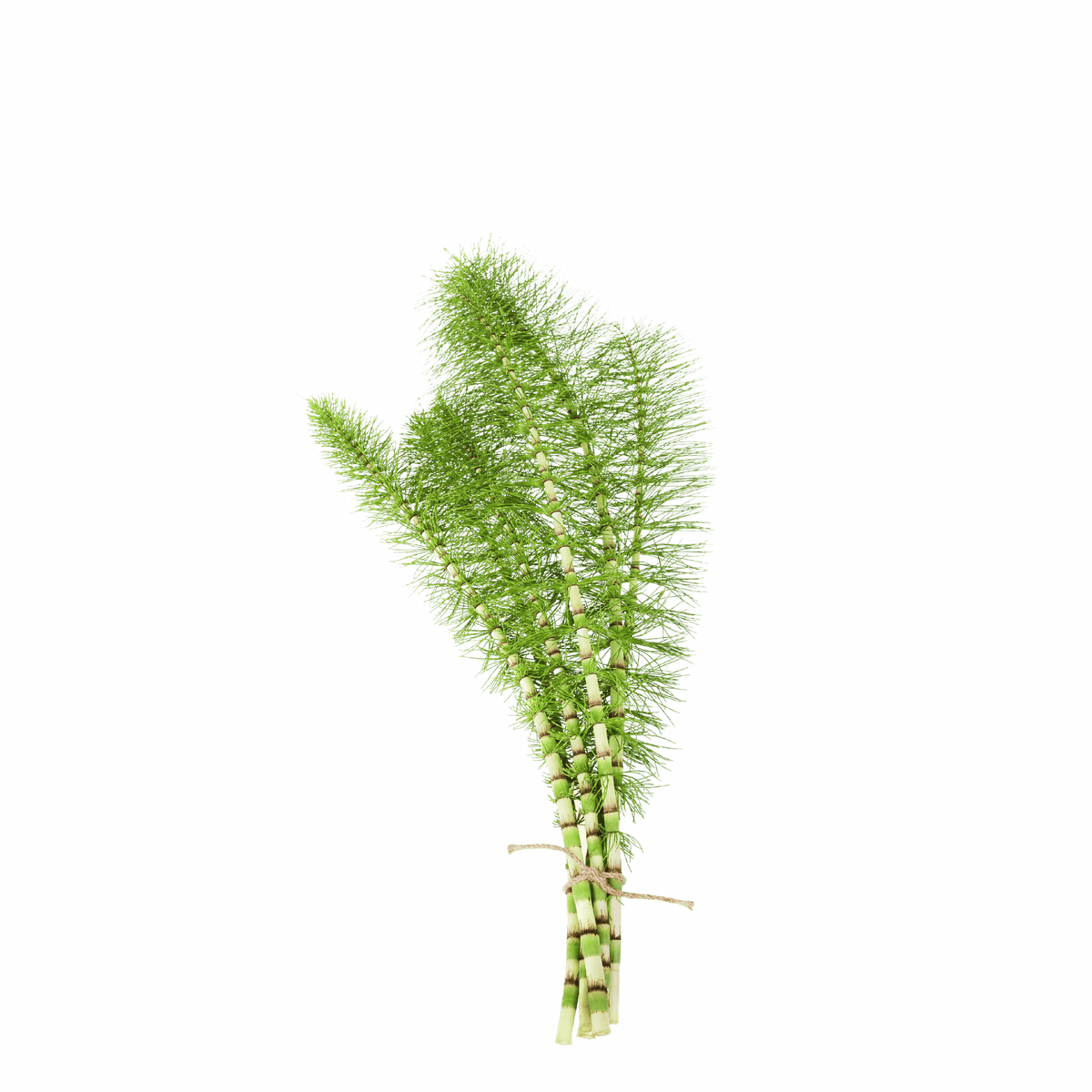 Horsetail