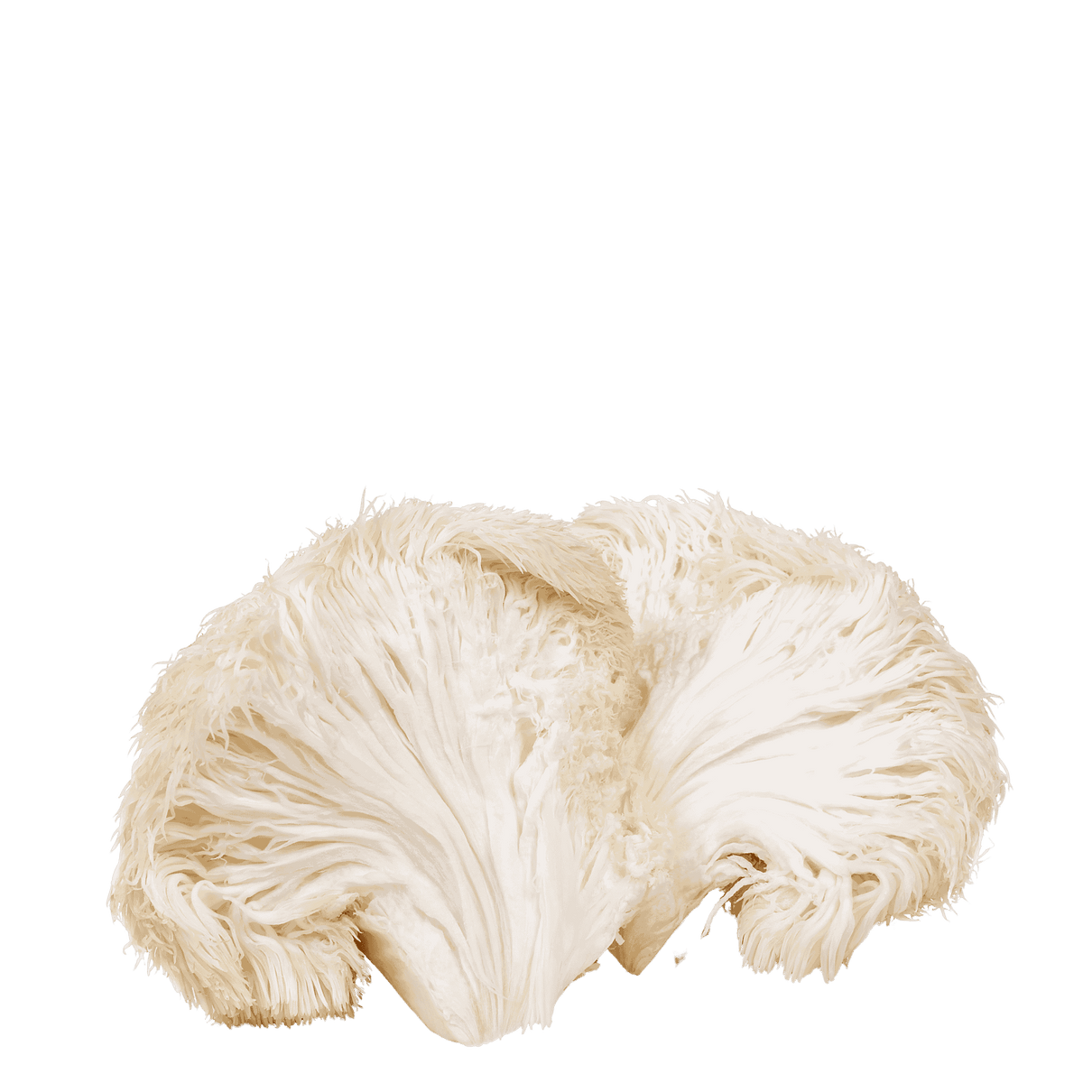 Lion’s mane