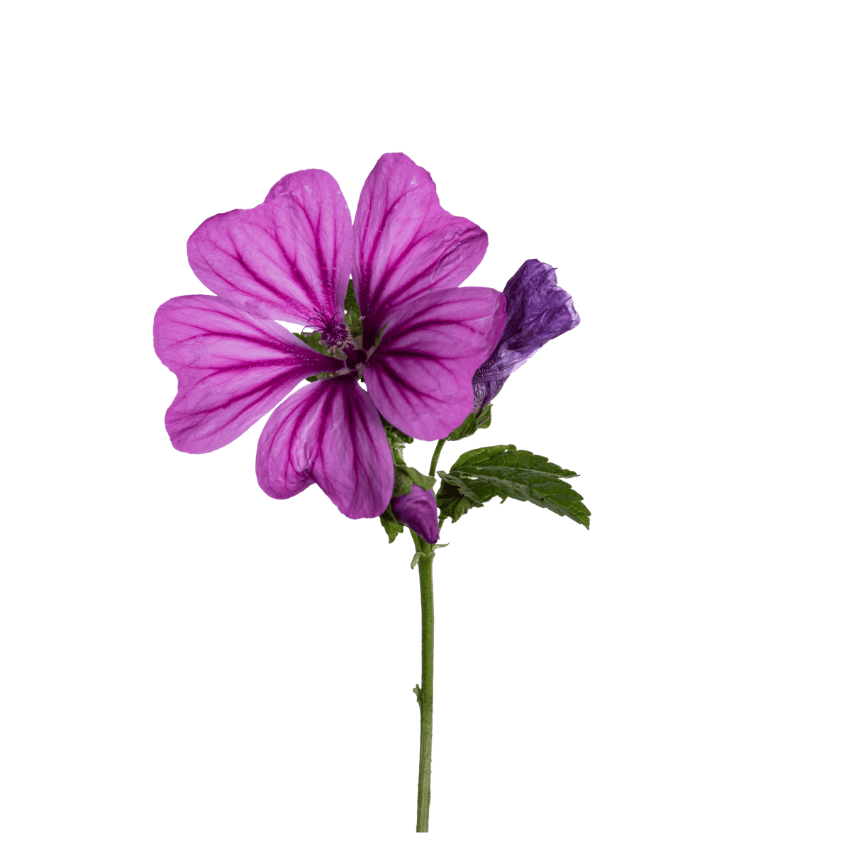 Mallow