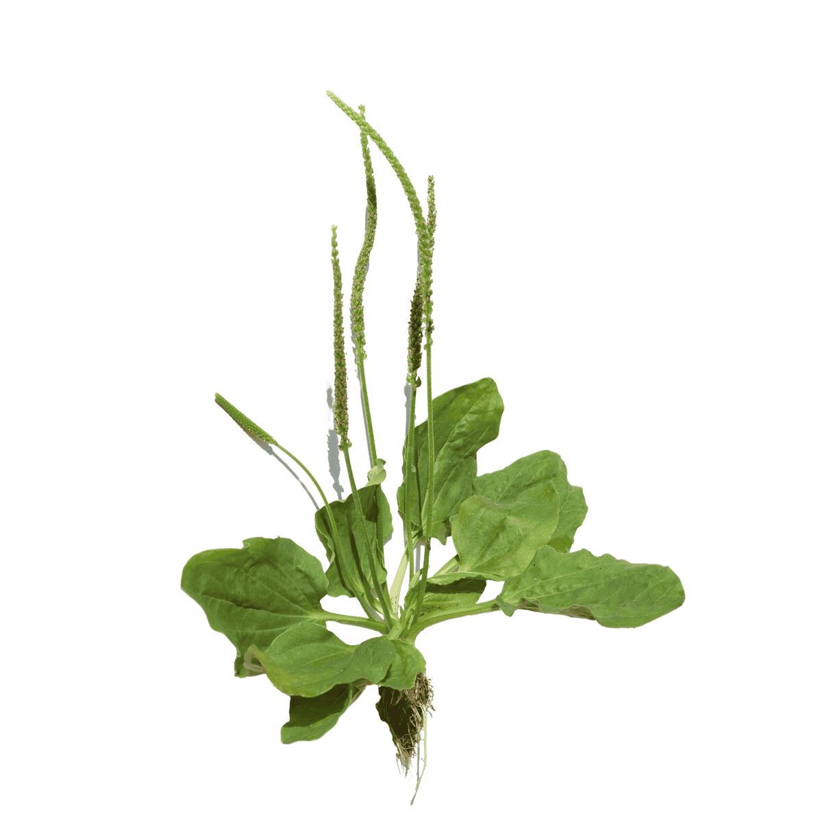 Plantain