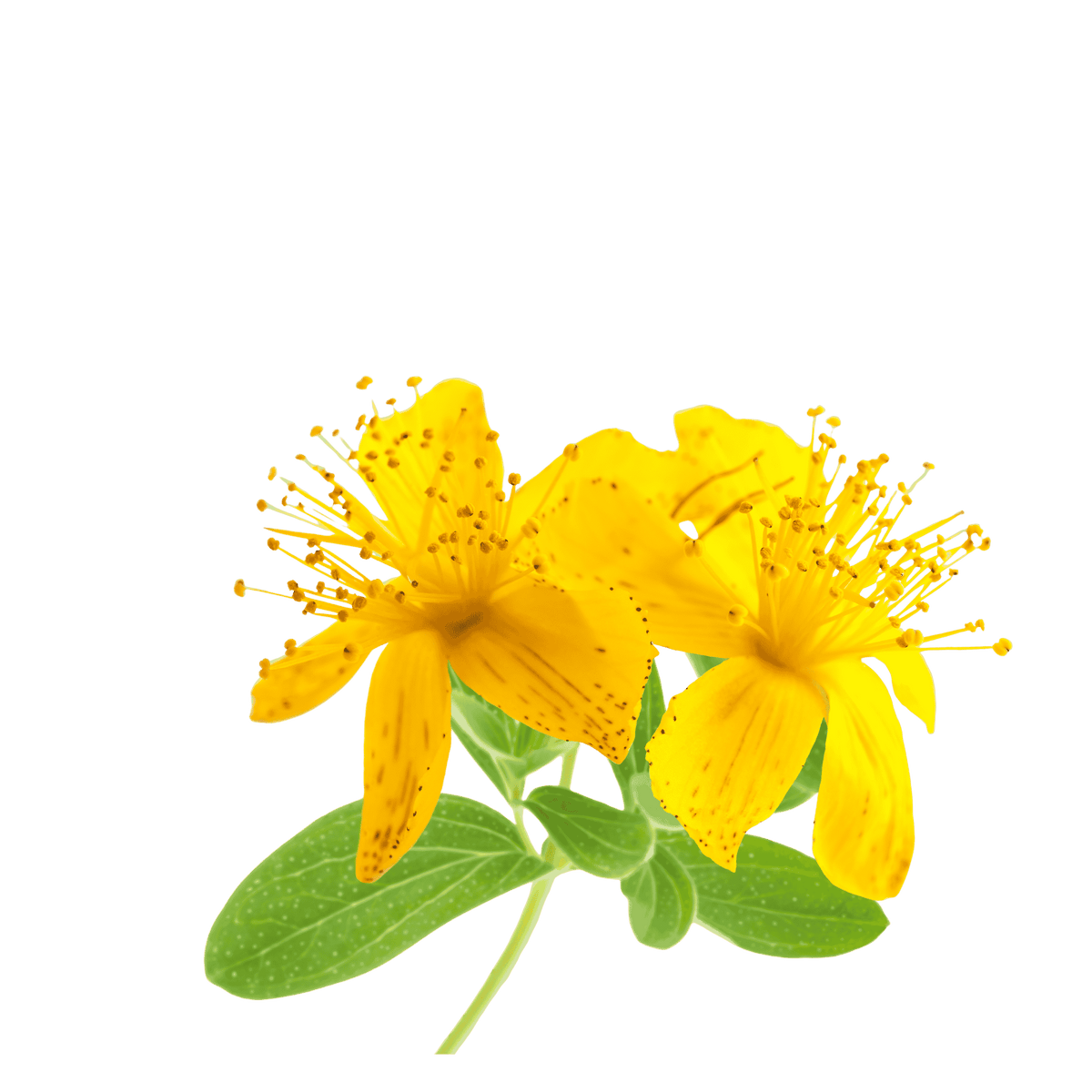 St. John’s wort