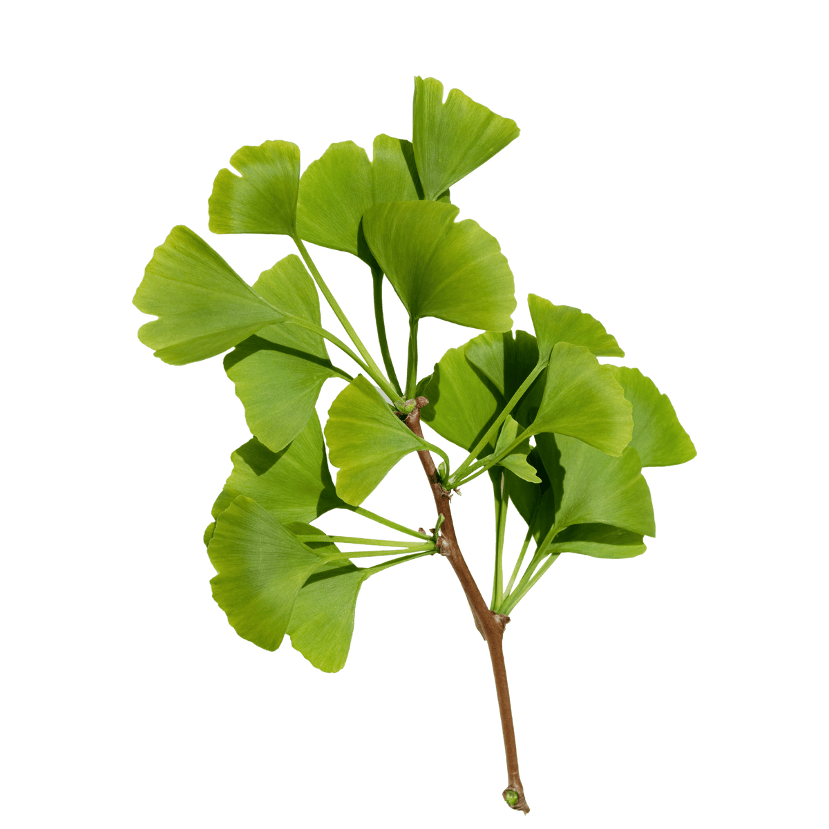 Fan-shaped ginkgo leaves on a branch