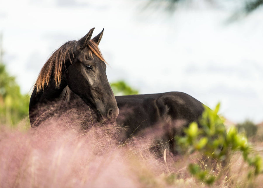 Shop Horse Supplements