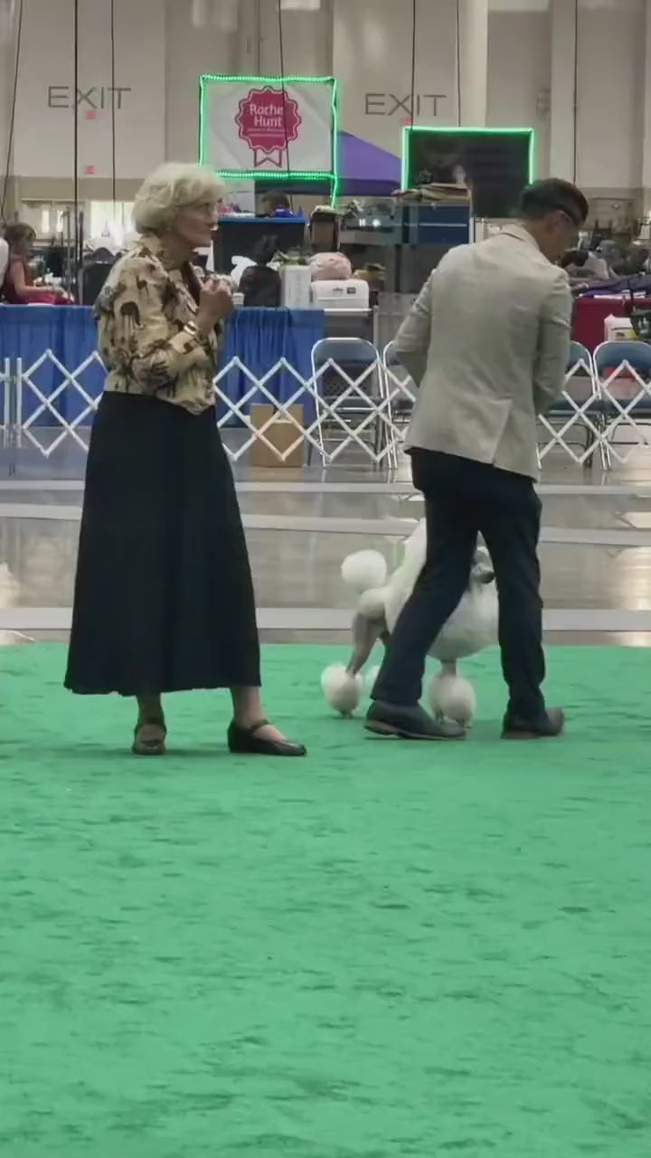 Fynn moving in the show ring — muted video