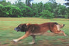 Happy dog running outdoors