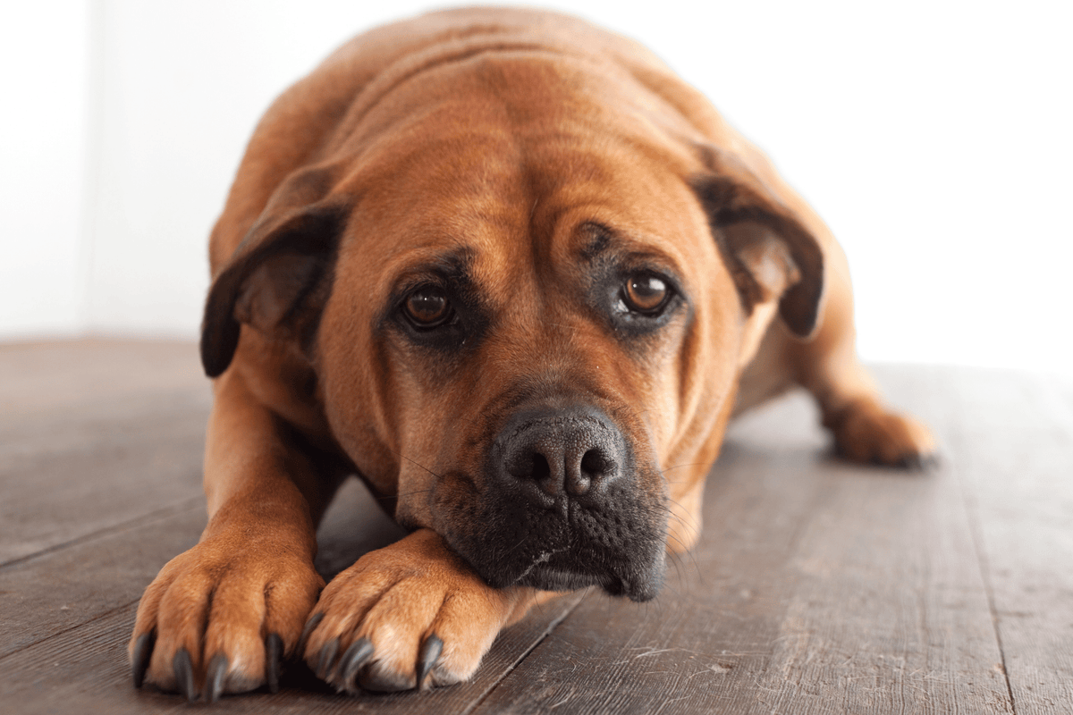Brown dog resting with its head on its paws
